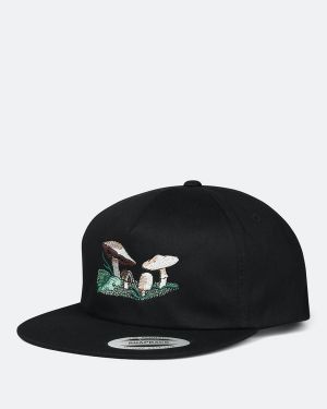 Faculty Snapback